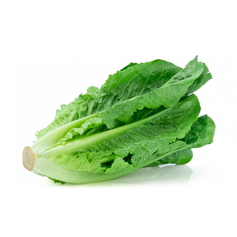 Lechuga chilena