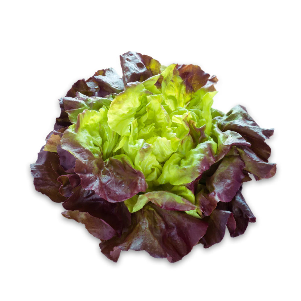 Lechuga francesa